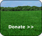 Donation Online button